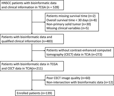 Development and validation of a CECT-based radiomics model for predicting IL1B expression and prognosis of head and neck squamous cell carcinoma